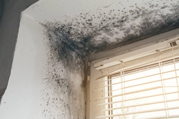 Affordable Commercial Mold Remediation solutions in Clear Spring, MD